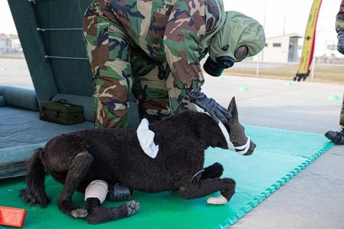 한미 화생방부대, 평택 미군기지서 연합 화생방훈련[미 보병2사단 제공. 재판매 및 DB 금지]