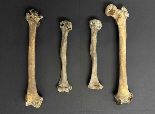 충남 보령 옥약골 유적에서 출토된 옛사람 뼈[국립문화재연구원 제공. 재판매 및 DB 금지]