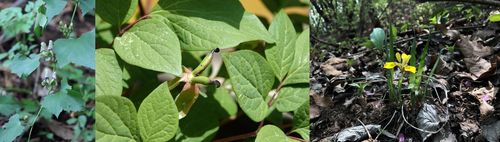 왼쪽부터 세뿔투구꽃·백작약·금붓꽃[산림청 제공. 재판매 및 DB 금지]