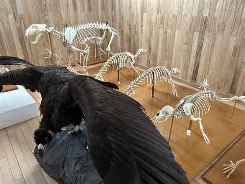 두 날개를 편 독수리 박제 표본 모습     (대전=연합뉴스) 김예나 기자 = 지난 2일 찾은 대전 국립문화재연구원 천연기념물센터 수장고 내부 모습. 다양한 동물 박제 표본이 보관돼 있다. 2023.1.29      yes@yna.co.kr