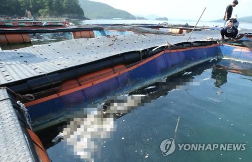 양식장 조업 현장[연합뉴스 자료]