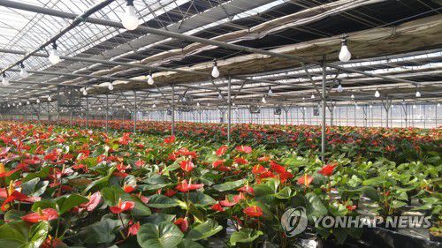 화훼농가 자료사진