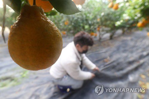 방한용 부직포 점검하는 농가[연합뉴스 자료사진]