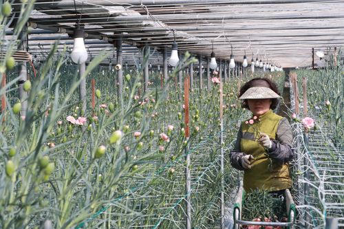 전기세 급증에 화훼농가 부담[촬영 박성제]