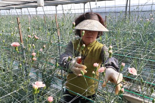 대목에 수확 작업하는 화훼농가[촬영 박성제]