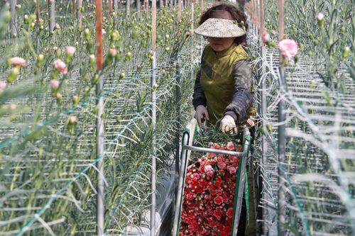 대목에 수확하는 화훼농가 [촬영 박성제]