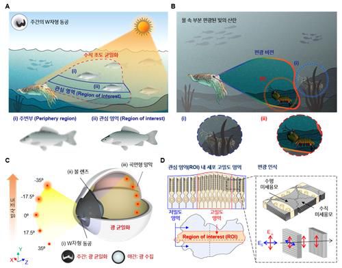 수중에서 갑오징어의 시각적 특성 및 눈 구조[지스트 제공. 재판매 및 DB 금지]