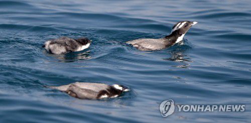 제주 마라도 인근 해상의 뿔쇠오리[한국조류보호협회 제주도지회 제공. 재판매 및 DB 금지]