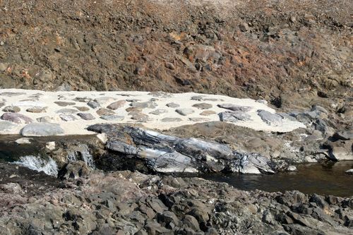 나무화석으로 추정되는 암석[촬영 손대성]