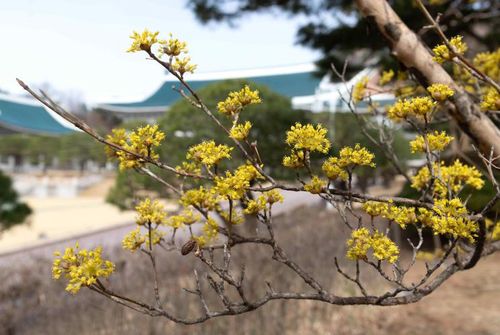 청와대 소정원에 핀 산수유[문화재청 제공. 재판매 및 DB 금지]