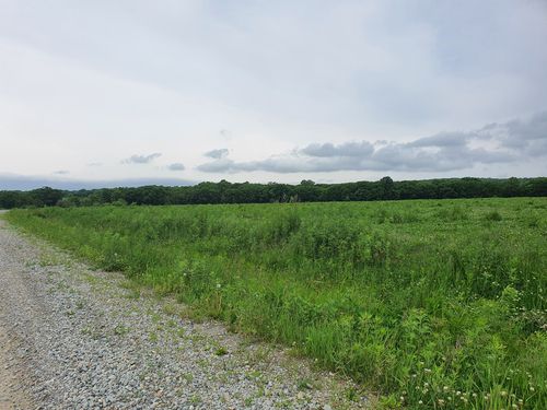 잡목만 울창한 '연해주 한·러 산단' 예정 부지[촬영 최수호]