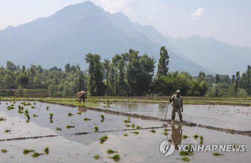 논에서 일하는 인도 농민들[EPA 연합뉴스 자료사진. 재판매 및 DB 금지]