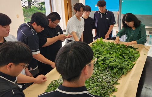 누에 치는 보은생명산업고 학생들[보은군 제공. 재판매 및 DB금지]
