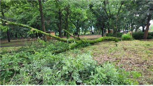 천연기념물 '의성 사촌리 가로숲' 피해 모습 [문화재청 제공. 재판매 및 DB 금지]