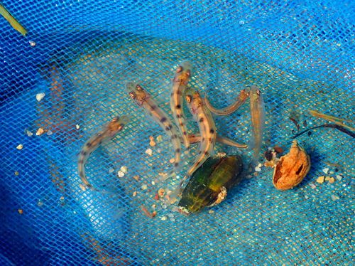 어름치[국립수산과학원 제공. 재판매 및 DB금지]