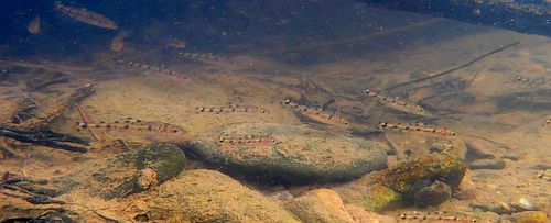 금강 본류에서 발견된 치어 무리[국립수산과학원 제공. 재판매 및 DB금지]