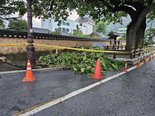 천연기념물 '정선 봉양리 뽕나무' 피해 상황 나뭇가지가 부러진 모습 [문화재청 제공. 재판매 및 DB 금지]