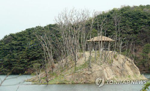 초록빛 생명이 움트는 원주 매지리 거북섬(원주=연합뉴스) 이재현 기자 = 민물가마우지의 배설물로 '죽음의 섬'이 된 강원 원주 흥업저수지 거북섬이 최근 새 둥지가 제거돼 가마우지가 서식지를 옮기면서 초록의 생명력이 움트고 있다. 원주시는 수년에 걸쳐 가마우지 둥지를 제거하고 고사목을 솎아낸 뒤 스트로브잣나무 등을 심어 다시 생명이 숨 쉬는 섬으로 가꿔가고 있다. 2023.4.6 jlee@yna.co.kr