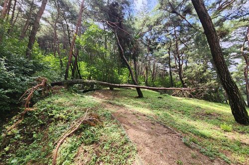 명승 '예천 선몽대 일원' 피해 모습 [문화재청 제공. 재판매 및 DB 금지]