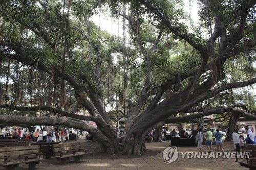 산불이 덮치기 전 마우이섬 명물이었던 150살 반얀트리(2018년 모습)[AP 연합뉴스 자료사진. 재판매 및 DB 금지]