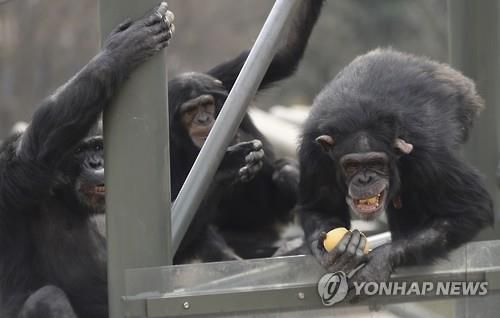 과일 먹는 침팬지[연합뉴스 자료사진]