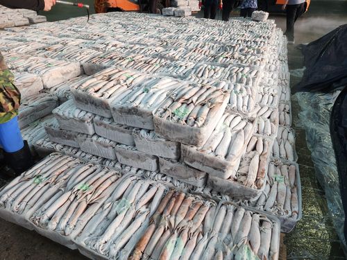 위판된 오징어[차근호 기자]