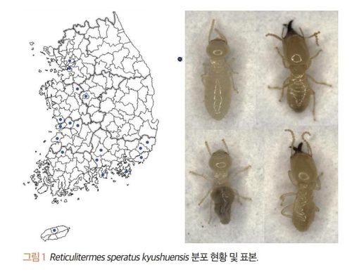 일본흰개미 아종 분포 현황 및 표본 일본흰개미 아종(Reticulitermes speratus kushuensis)의 국내 분포 현황 및 표본을 정리한 발표문 내용 [국립문화재연구원 제공. 재판매 및 DB 금지]