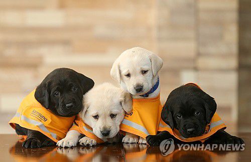 삼성, 삼성화재 안내견학교 30주년 기념식 개최(서울=연합뉴스) 삼성이 19일 경기 용인시 삼성화재 안내견학교에서 안내견 사업 30주년 기념식을 열었다고 밝혔다. 사진은 기념 촬영하는 삼성화재 안내견학교의 예비 안내견들. 2023.9.19 [삼성전자 제공. 재판매 및 DB 금지] photo@yna.co.kr