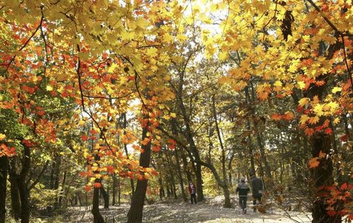 파주 삼릉[문화재청 제공. 재판매 및 DB 금지]