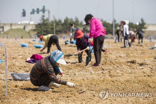 실버농장[인천시 계양구 제공. 재판매 및 DB 금지]
