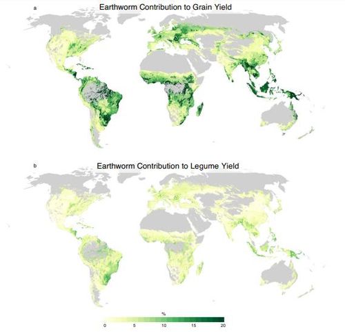 세계 곡물(a) 및 콩류(b) 생산량에 대한 지렁이 기여도 녹색이 짙을수록 생산량에 대한 지렁이 기여도가 높다는 것을 의미한다. [Steven Fonte et al./Nature Communications 제공. 재판매 및 DB 금지]