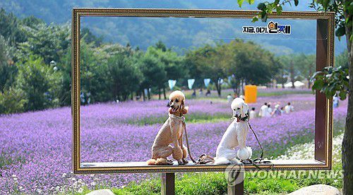 반려견도 즐거운 인제 가을꽃축제(인제=연합뉴스) 지난 28일 강원 인제군 북면 용대관광지 일대에서 열린 '가을꽃축제'에서 반려견들이 꽃향기를 맡으며 축제를 즐기고 있다. 인제에서 꽃길만 걷자'를 테마로 열린 이번 축제는 다음 달 15일까지 이어진다. 2023.9.29 [인제군 제공. 재판매 및 DB 금지] conanys@yna.co.kr