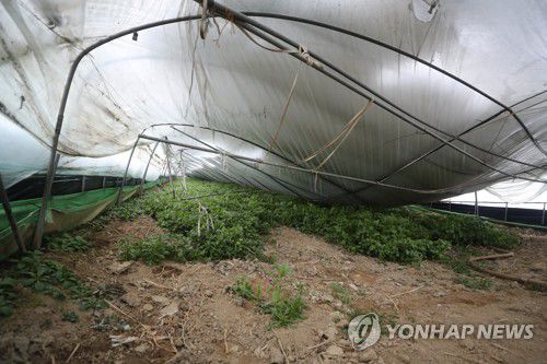 폭설에 무너진 비닐하우스[연합뉴스 자료사진]