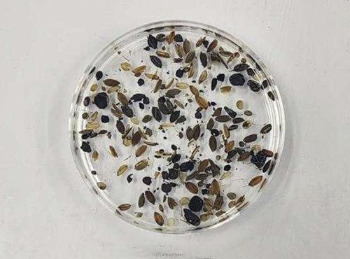 도기 항아리 내부에서 나온 씨앗류[국립해양문화재연구소 제공. 재판매 및 DB 금지]