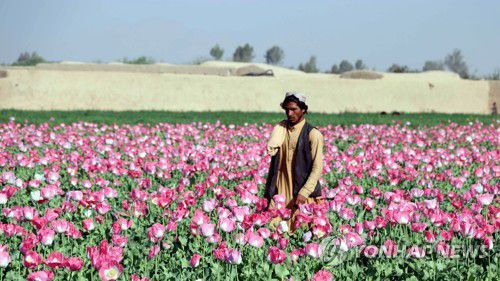2022년 3월 아프간 칸다하르 외곽 양귀비 재배 밭 [EPA 연합뉴스 자료사진. 재판매 및 DB 금지]