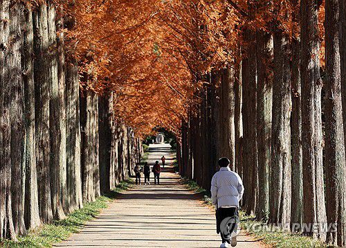 겨울로 가는 길목(나주=연합뉴스) 조남수 기자 = 30일 오후 전남 나주시 전라남도산림자원연구소에서 시민들이 메타세쿼이아길을 걷고 있다. 2023.11.30 iso64@yna.co.kr