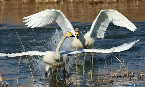 다른 가족 공격하는 큰고니[촬영 유형재]