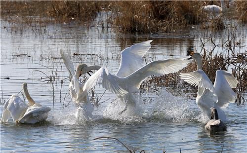 다른 가족과 싸움 벌이는 큰고니[촬영 유형재]