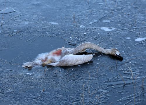 삵에 공격당해 죽은 어린 큰고니[촬영 유형재]