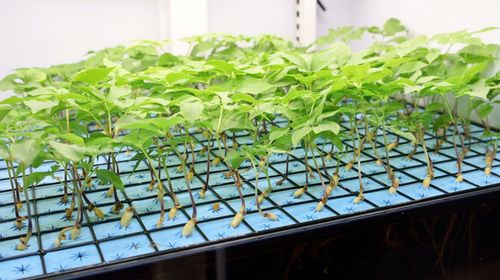 공주시 정안면 어물리 행복나눔 경로당 스마트팜서 재배 중인 인삼[공주시 제공. 재판매 및 DB 금지]