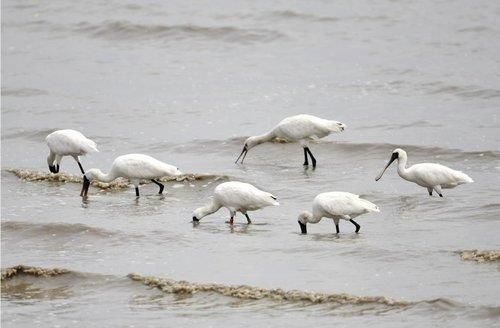 신안 압해도 갯벌서 국제 멸종위기종 저어새 5개체 확인(신안=연합뉴스) 전남 신안군이 유네스코 세계자연유산인 신안갯벌의 생물자원 모니터링 중 가락지를 부착한 국제 멸종위기종인 저어새 5개체와 노랑부리저어새 1개체를 확인했다고 27일 밝혔다. 사진은 신안 갯벌서 먹이활동 중인 저어새. 2021.9.27 [신안군 제공. 재판매 및 DB 금지]     photo@yna.co.kr (끝)
