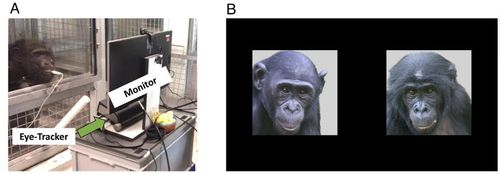 침팬지 가족·친구 얼굴 기억 실험 모습연구팀은 침팬지에게 주스를 마시게 한 다음 과거 1년 이상 함께 지낸 침팬지와 완전히 낯선 침팬지의 사진을 모니터에 나란히 보여주고, 시선 추적 장치로 이들이 어디를 오래 바라보는지 측정했다. [PNAS/Laura S. Lewis et al. 제공. 재판매 및 DB 금지]