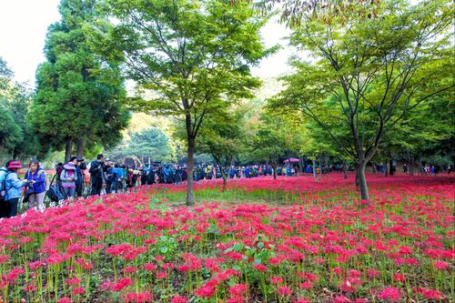 불갑산 상사화 군락지 모습 [문화재청 제공. 재판매 및 DB 금지]