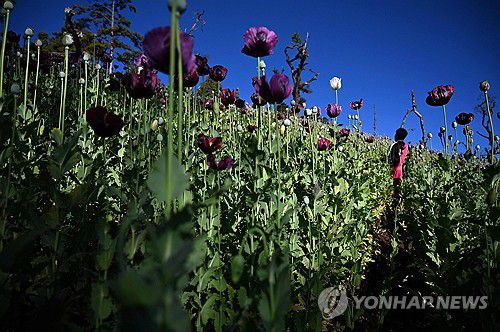 미얀마 샨주의 양귀비밭[AFP 연합뉴스 자료사진. 재판매 및 DB 금지]