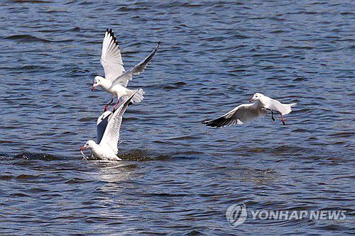먹이다툼하는 갈매기(포항=연합뉴스) 손대성 기자 = 12일 경북 포항시 남구 연일읍 형산강에서 갈매기들이 먹이다툼을 벌이고 있다. 2023.10.12 sds123@yna.co.kr