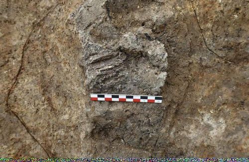 말뼈 중 하악골 출토 모습[국립부여문화재연구소 제공. 재판매 및 DB 금지]