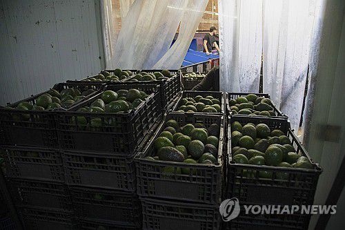 멕시코 미초아칸주 우루아판에서 수확된 아보카도[AP 연합뉴스 자료사진. 재판매 및 DB 금지]