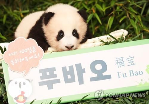 제 이름은 '푸바오'에요 (용인=연합뉴스) 홍기원 기자 = 4일 오전 경기도 용인시 에버랜드에서 국내 유일의 자이언트 판다 커플 러바오와 아이바오 사이에서 지난 7월 20일 태어난 암컷 아기 판다 '푸바오'가 공개되고 있다. 2020.11.4