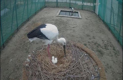 알 돌보는 김해 황새  [김해시 제공. 재판매 및 DB 금지]