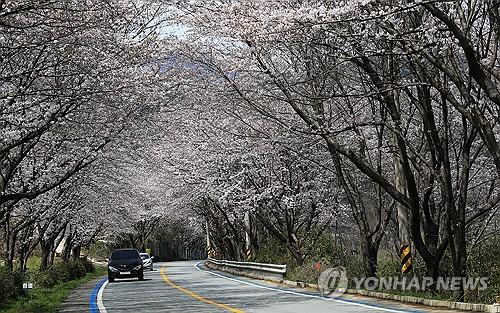 구례 섬진강 벚꽃 터널[구례군 제공. 재판매 및 DB 금지]